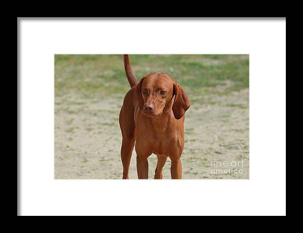Redbone Coonhound Framed Print featuring the photograph Adorable Redbone Coonhound Standing Alone by DejaVu Designs