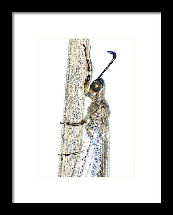 Bug Framed Print featuring the photograph Adult Ant Lion by Larah McElroy