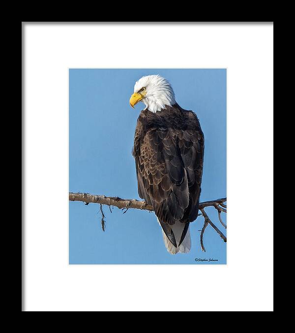 Bald Eagle Framed Print featuring the photograph Adult Bald Eagle on Branch by Stephen Johnson