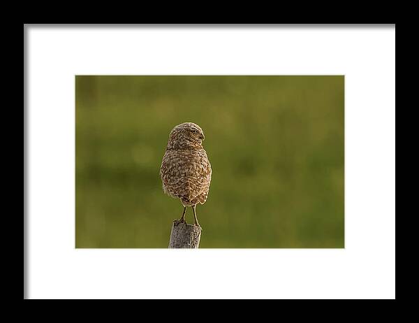 Owl Framed Print featuring the photograph Adult Burrowing Owl by Yeates Photography
