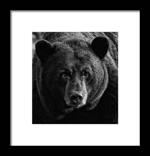 American Black Bear Framed Print featuring the photograph Adult Male Black Bear by Coby Cooper