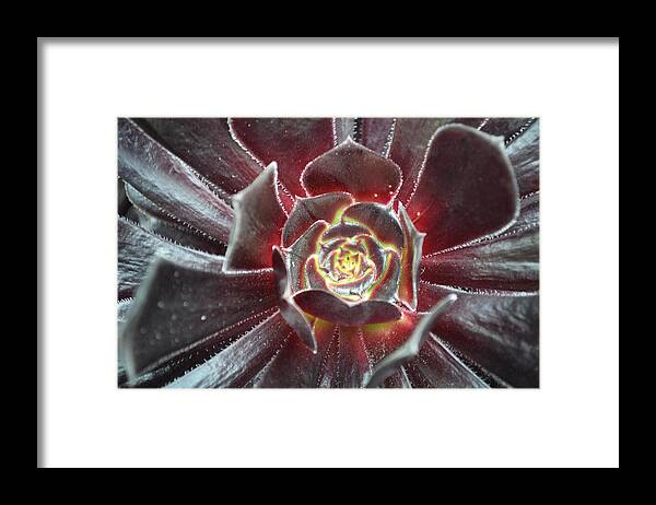 Aeonium Framed Print featuring the photograph Aeonium by Terence Davis