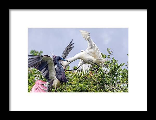 Egrets Framed Print featuring the photograph Aerial Battle Between Tricolored Heron and Snowy Egret by DB Hayes