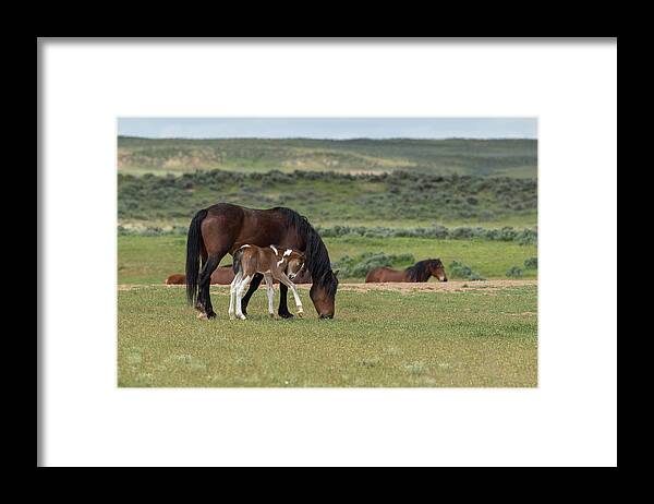 Mustangs Framed Print featuring the photograph Affection by Ronnie And Frances Howard