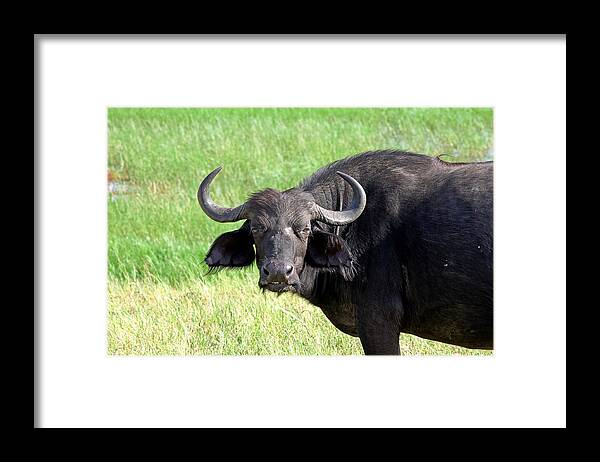 African Buffalo Framed Print featuring the photograph African Buffalo by Tony Murtagh