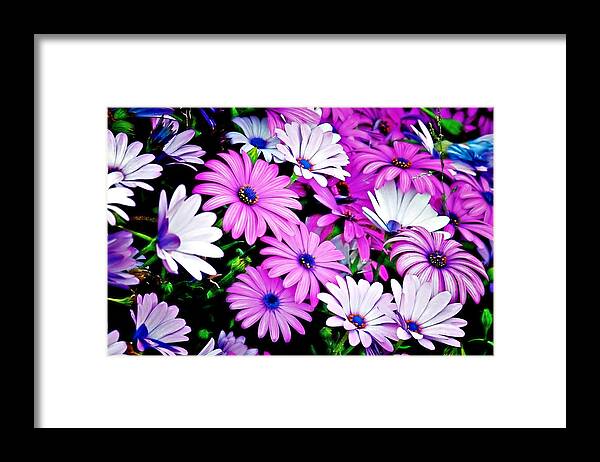 Flowers Framed Print featuring the photograph African Daisies - Arctotis stoechadifolia by Alexandra Till