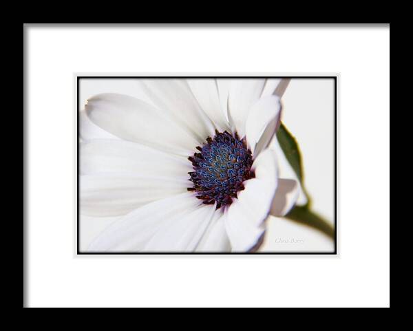  Daisy Framed Print featuring the photograph African Daisy Sky and Ice by Chris Berry