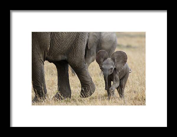 00784043 Framed Print featuring the photograph African Elephant Mother And Under 3 by Suzi Eszterhas