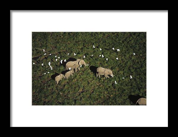 00172026 Framed Print featuring the photograph African Elephant Parents And Two Calves by Tim Fitzharris