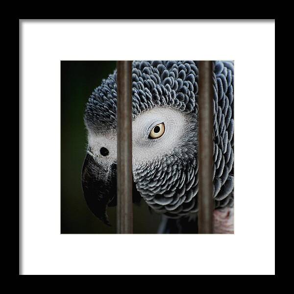 African Grey Framed Print featuring the photograph African Grey by Robert Meanor