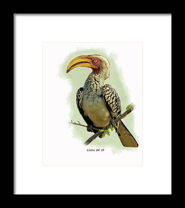 African Hornbill Framed Print featuring the digital art African Hornbill by Larry Linton