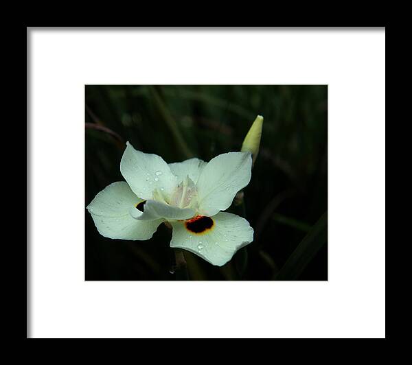 African Iris Framed Print featuring the photograph African Iris by Judy Vincent