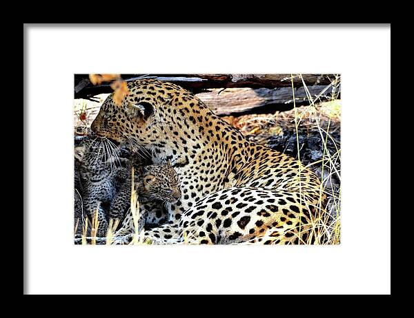 Okavango Delta Framed Print featuring the photograph African Leopard with cubs at the Pom Pom Camp in Botswana Africa by Sherri Hubby