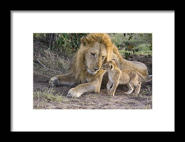 00761328 Framed Print featuring the photograph African Lion Cub Approaches Adult Male by Suzi Eszterhas