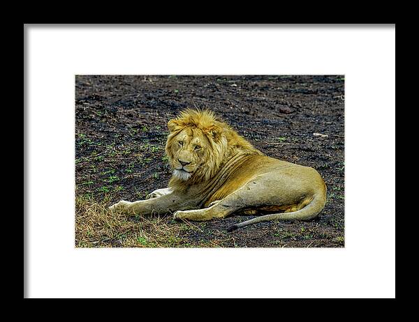 Africa Framed Print featuring the photograph African Lion  by Marilyn Burton