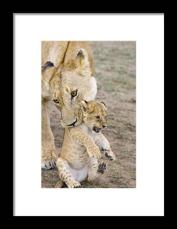 00761319 Framed Print featuring the photograph African Lion Mother Picking Up Cub by Suzi Eszterhas