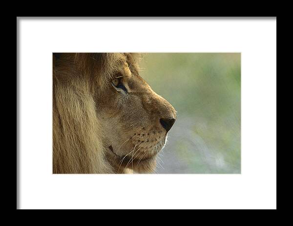 Mp Framed Print featuring the photograph African Lion Panthera Leo Male Portrait by Zssd