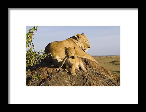 Mp Framed Print featuring the photograph African Lion With Mother's Tail by Suzi Eszterhas