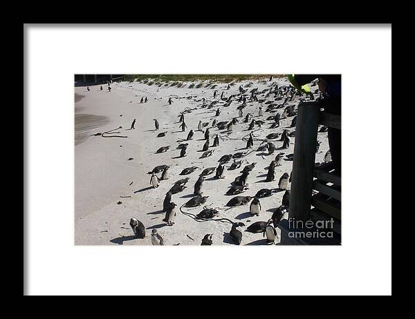 Boulders Framed Print featuring the photograph African Penguins on Beach by Bev Conover