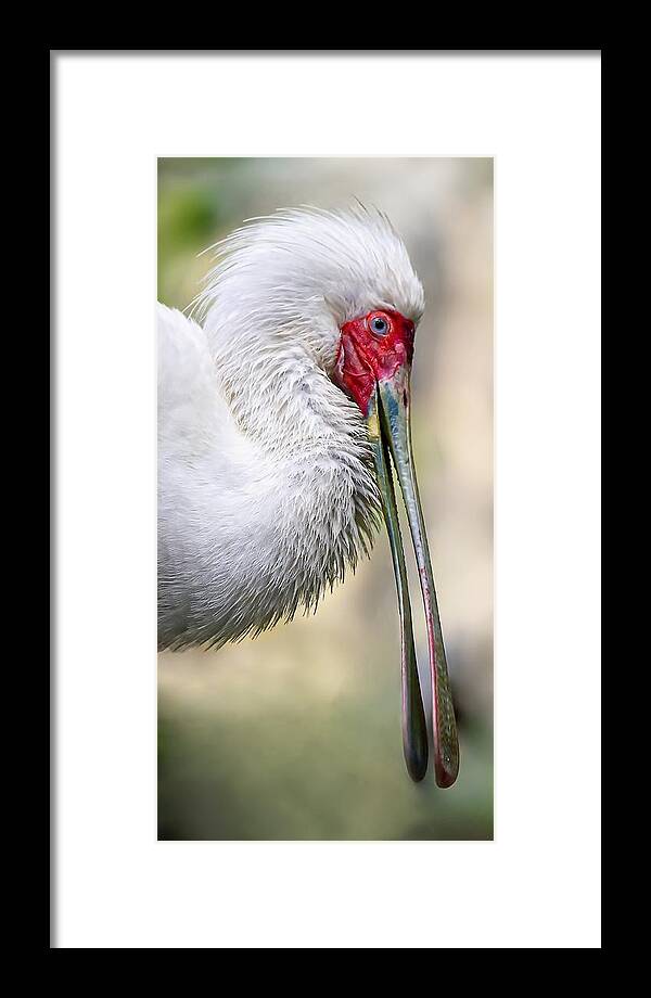 Kj Swan Birds Framed Print featuring the photograph African Spoonbill by KJ Swan