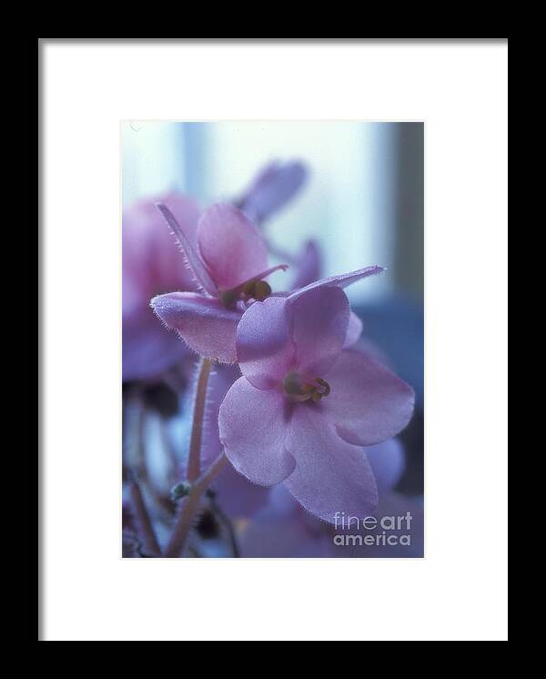 African Framed Print featuring the photograph African Violets in the Window by Keith Gondron