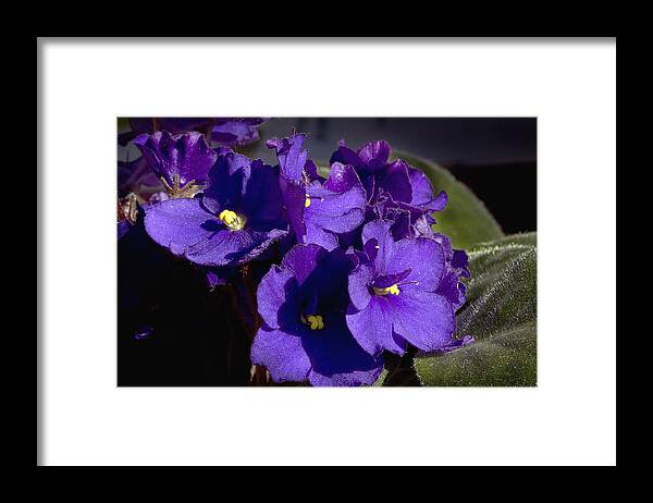 Flowers Framed Print featuring the photograph African Violets by Phyllis Denton
