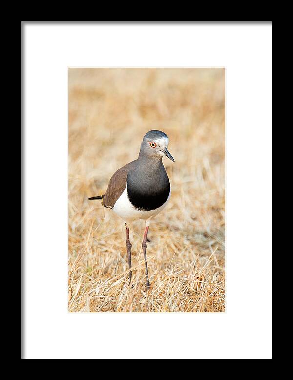 Photography Framed Print featuring the photograph African Wattled Lapwing Vanellus by Panoramic Images