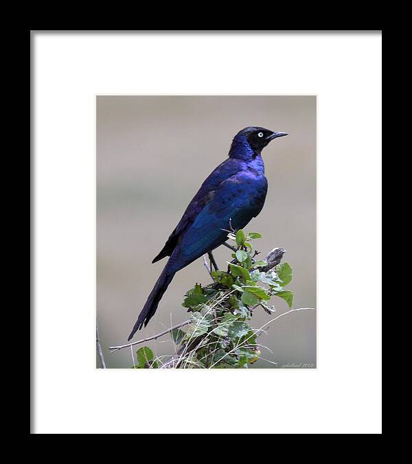 Starling Framed Print featuring the photograph African White Eye Starling by Joseph G Holland