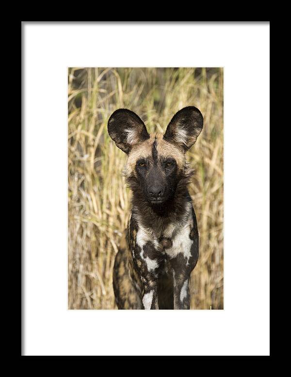 00426044 Framed Print featuring the photograph African Wild Dog Okavango Delta Botswana by Suzi Eszterhas