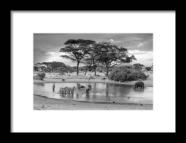 African Landscape Framed Print featuring the photograph African Wildlife at the Waterhole in Black and White by Gill Billington