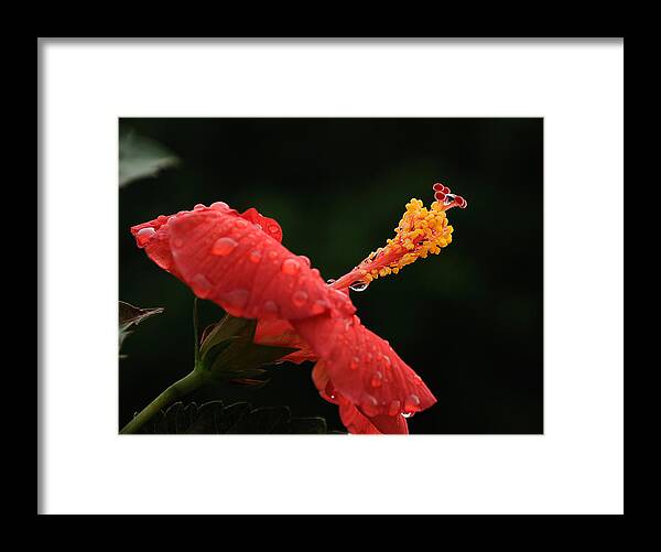 Hibiscus Framed Print featuring the photograph After a Shower by Frank Mari