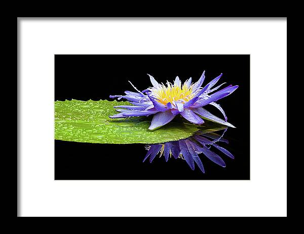Nature Framed Print featuring the photograph After the Rain by Dawn Currie