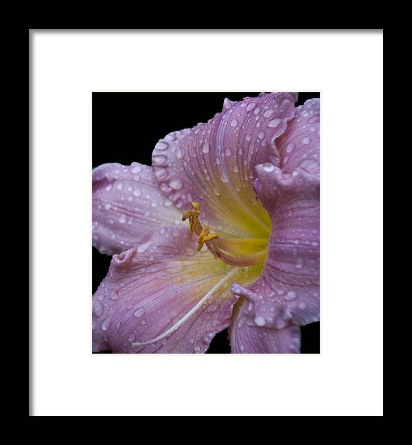 Floral Framed Print featuring the photograph After the Rain by Deborah Klubertanz