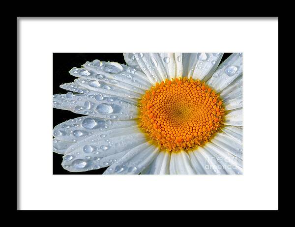 Flowers Framed Print featuring the photograph After the Rain by Neil Doren