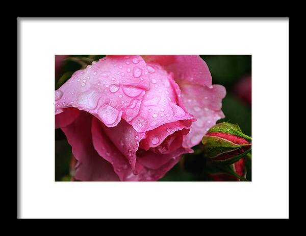 Rose Framed Print featuring the photograph After the spring rain by Rumiana Nikolova
