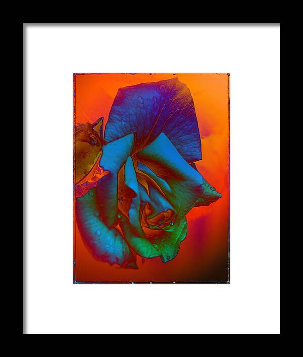 Colorful Framed Print featuring the photograph Afternoon English Rose by Thom Zehrfeld