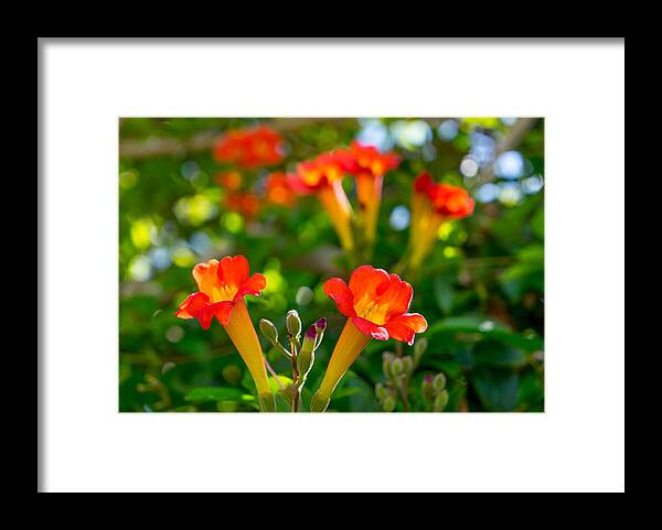 Flowers Framed Print featuring the photograph Afternoon Flowers by Derek Dean