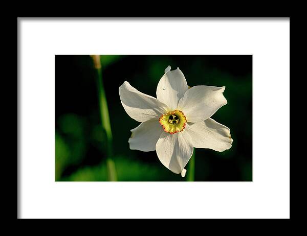 Forest Framed Print featuring the photograph Afternoon of Narcissus Poeticus. by Elena Perelman