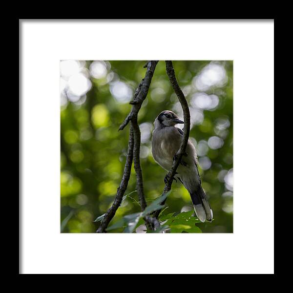 Bird Framed Print featuring the photograph Afternoon Perch by Brian Manfra