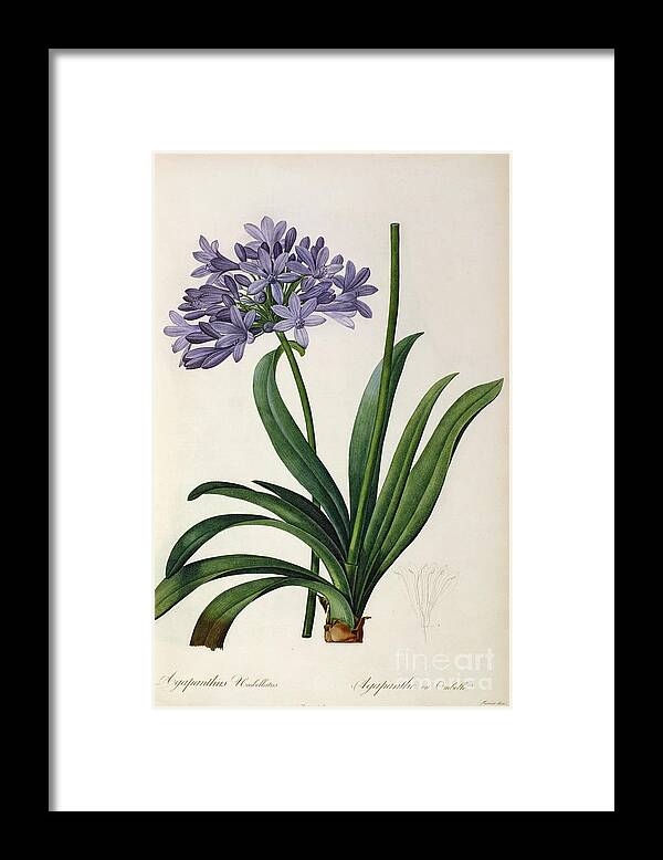 Vintage Framed Print featuring the painting Agapanthus umbrellatus by Pierre Redoute