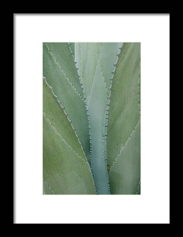 Botanical Garden Framed Print featuring the photograph Agave abstract. by Rob Huntley