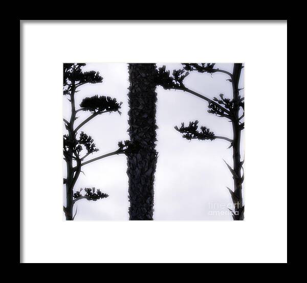 Agave Framed Print featuring the photograph Agave and Palm by Linda Shafer