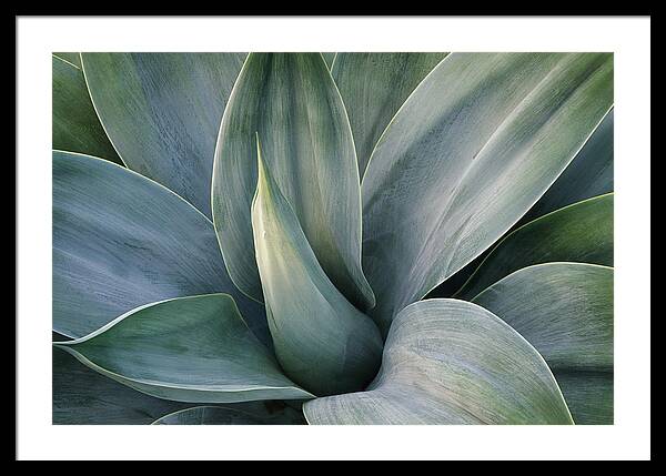 Green Wall Framed Print featuring the photograph Agave attenuata - Nova by Saxon Holt