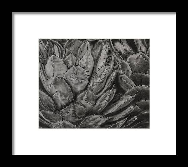 Agave Framed Print featuring the drawing Agave Cactus by Sheila Johns