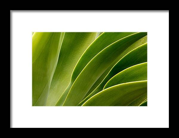 Plant Framed Print featuring the photograph Agave by Eric Foltz