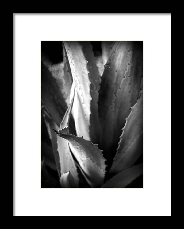Plant Framed Print featuring the photograph Agave Foliage by Nathan Abbott