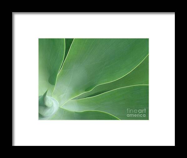 Agave Framed Print featuring the photograph Agave by James Temple