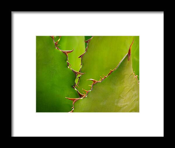 Arizona Framed Print featuring the photograph Agave Shark by Steven Myers