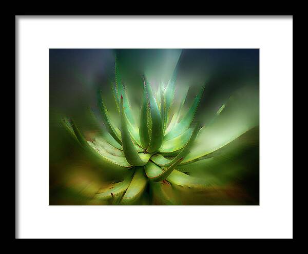 Landscape Framed Print featuring the photograph Agave Sunrise by Joseph Hollingsworth