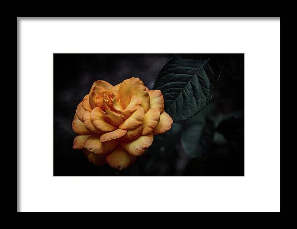 Aged Framed Print featuring the photograph Aged Burnt Yellow Rose 3410 H_2 by Steven Ward